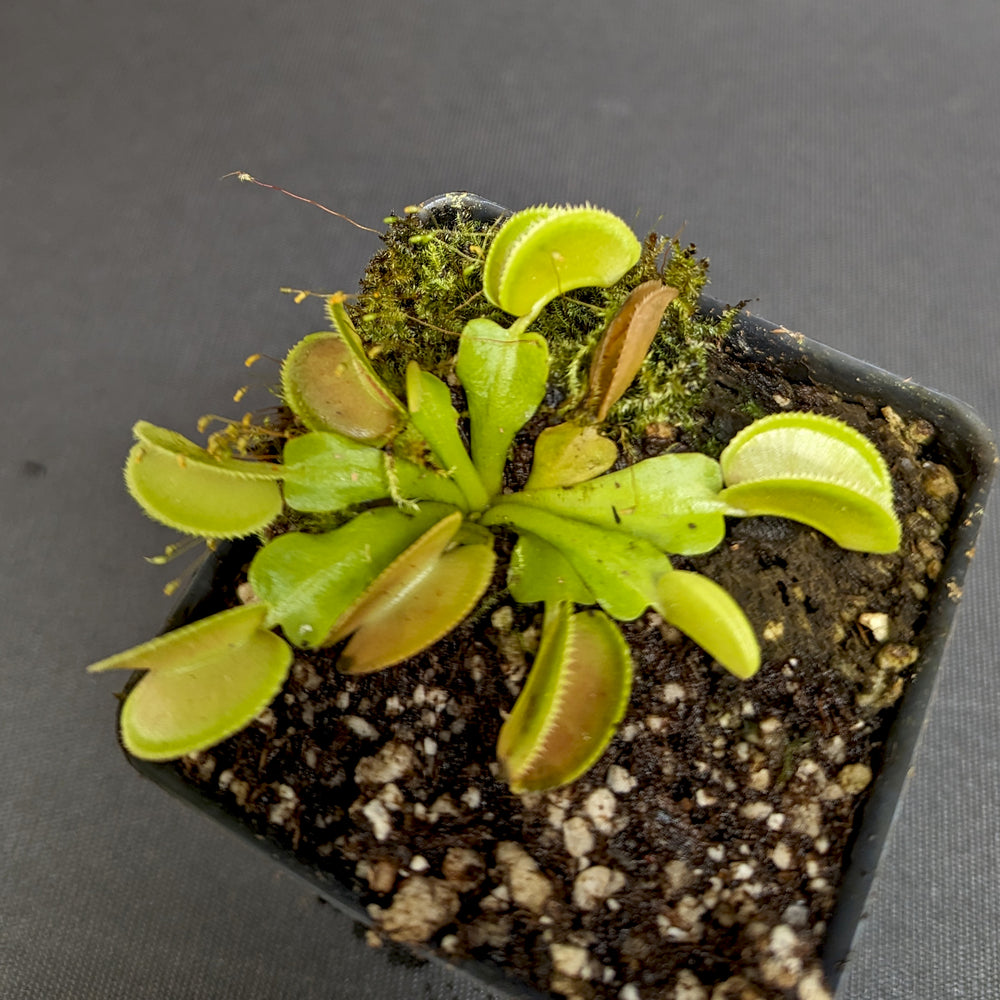 
                      
                        Venus Flytrap- Dionaea muscipula 'Microdent'
                      
                    