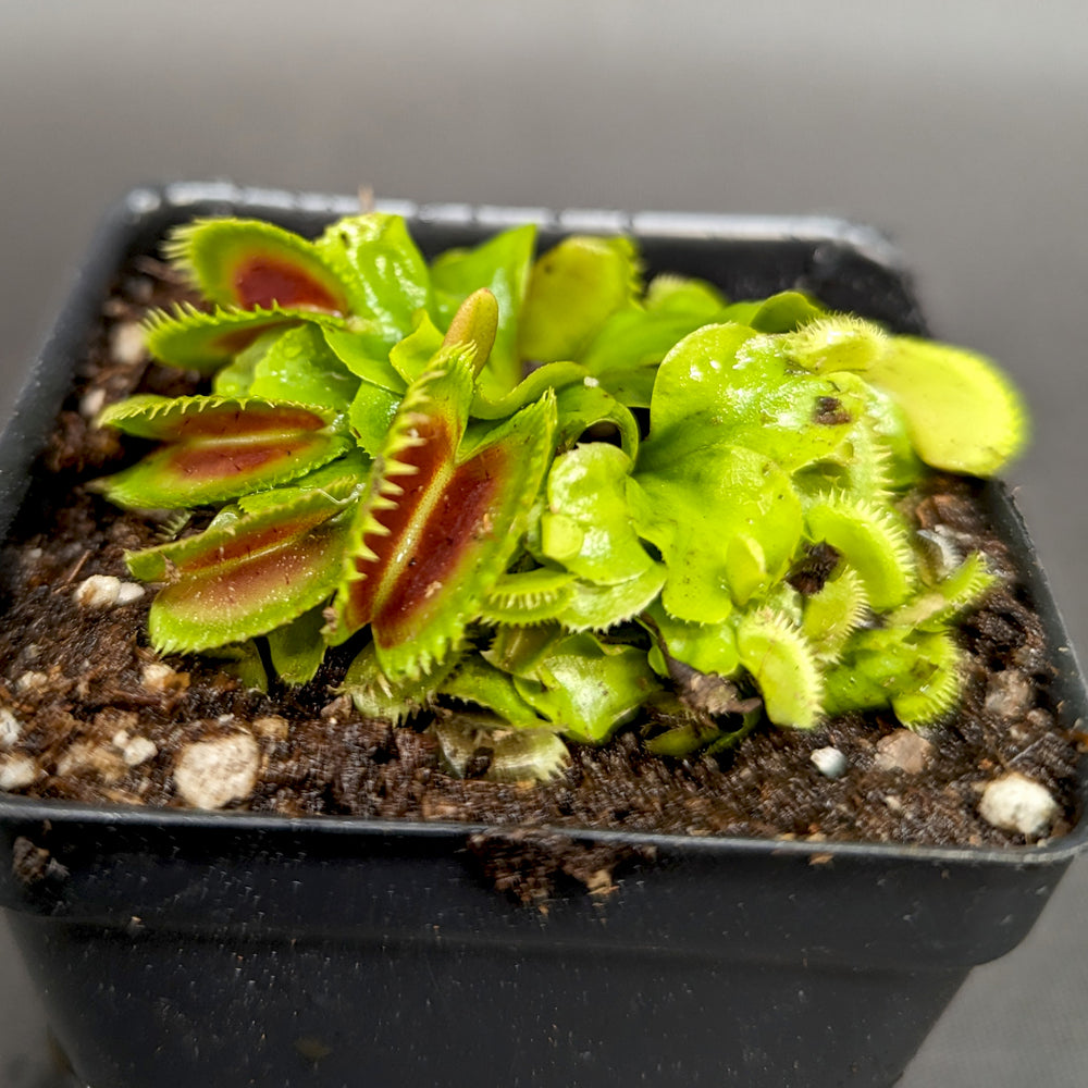 
                      
                        Venus Flytrap- Dionaea muscipula "Red Sawtooth"
                      
                    