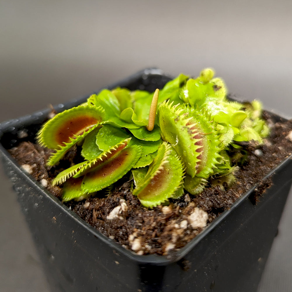 
                      
                        Venus Flytrap- Dionaea muscipula "Red Sawtooth"
                      
                    