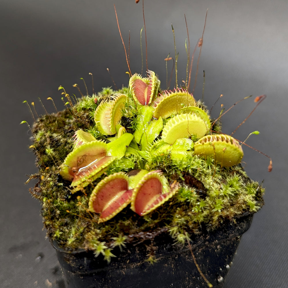 
                      
                        Venus Flytrap- Dionaea muscipula "WB4" (CK)
                      
                    