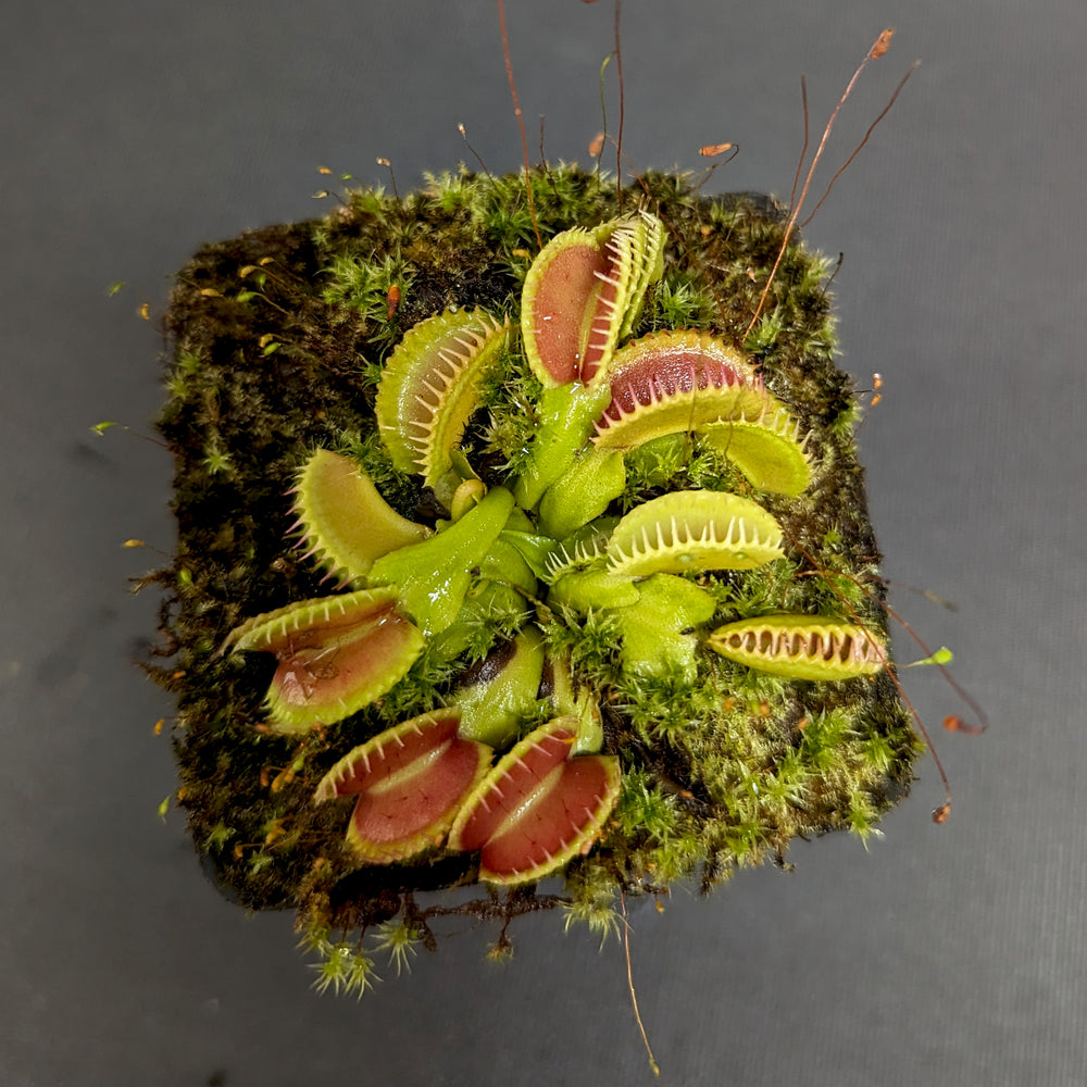 
                      
                        Venus Flytrap- Dionaea muscipula "WB4" (CK)
                      
                    