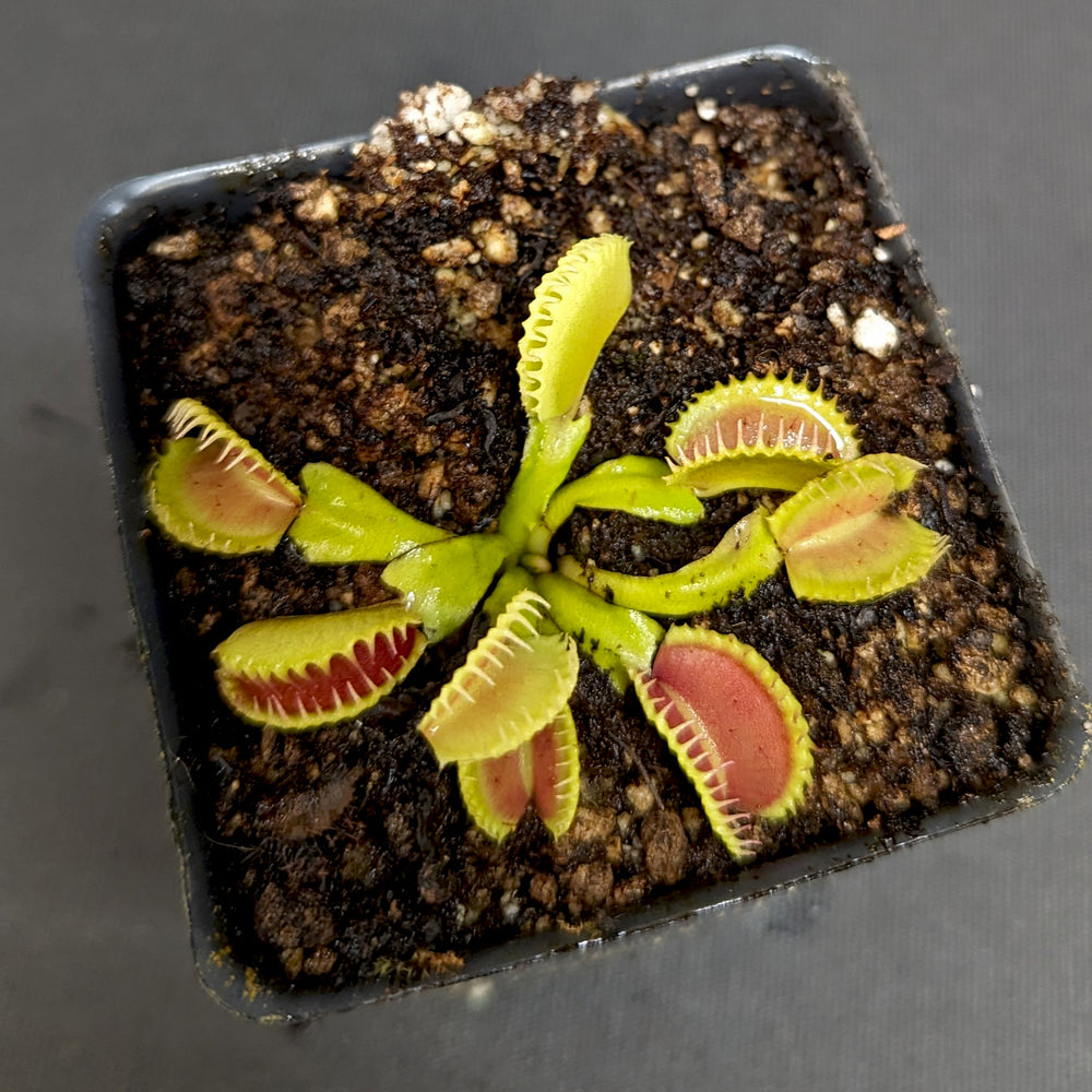 
                      
                        Venus Flytrap- Dionaea muscipula "WB4" (CK)
                      
                    