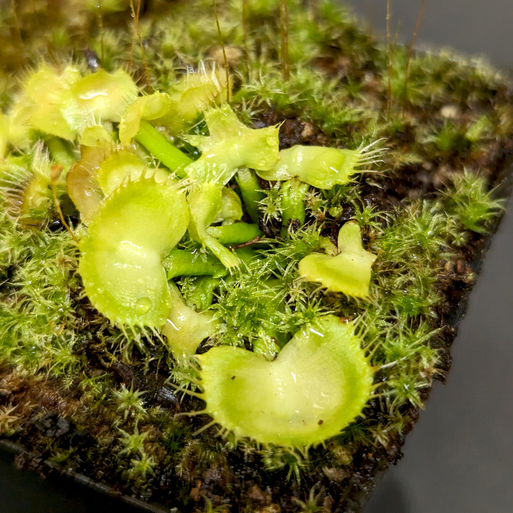 
                      
                        Venus Flytrap- Dionaea muscipula "Spiderman"
                      
                    