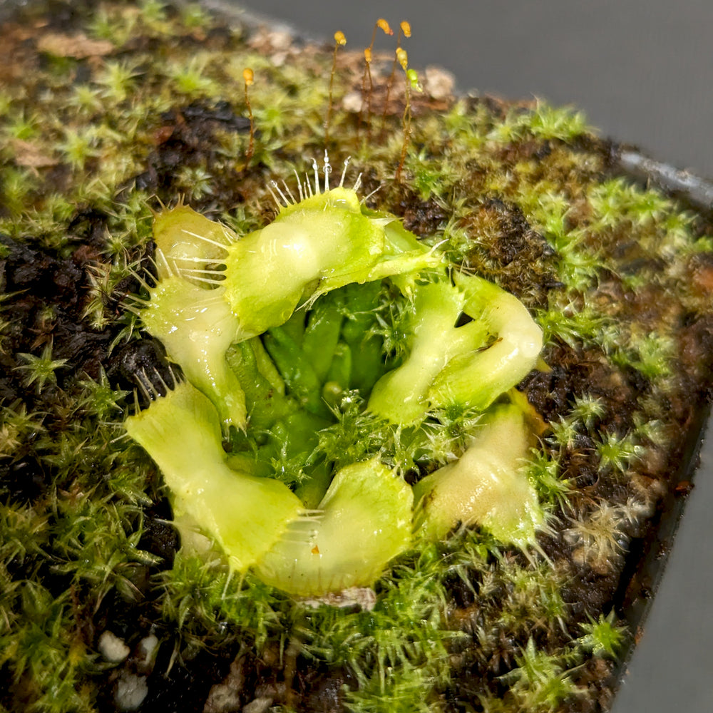 
                      
                        Venus Flytrap- Dionaea muscipula "Spiderman"
                      
                    