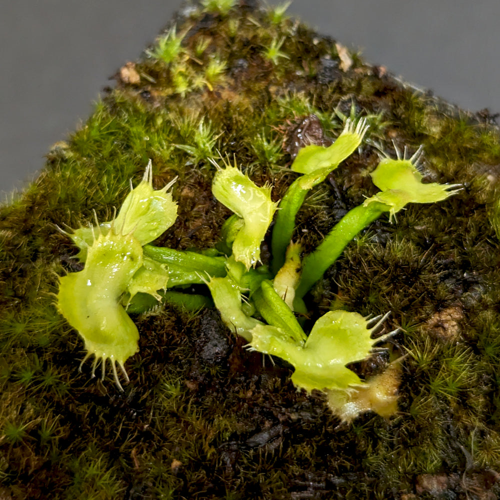 
                      
                        Venus Flytrap- Dionaea muscipula "Spiderman"
                      
                    