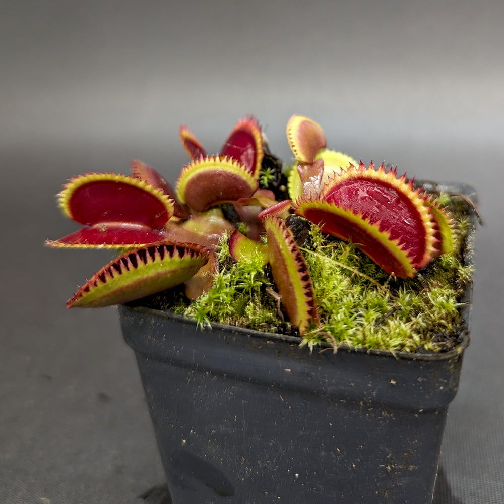 
                      
                        Venus Flytrap- Dionaea muscipula 'Red Piranha'
                      
                    