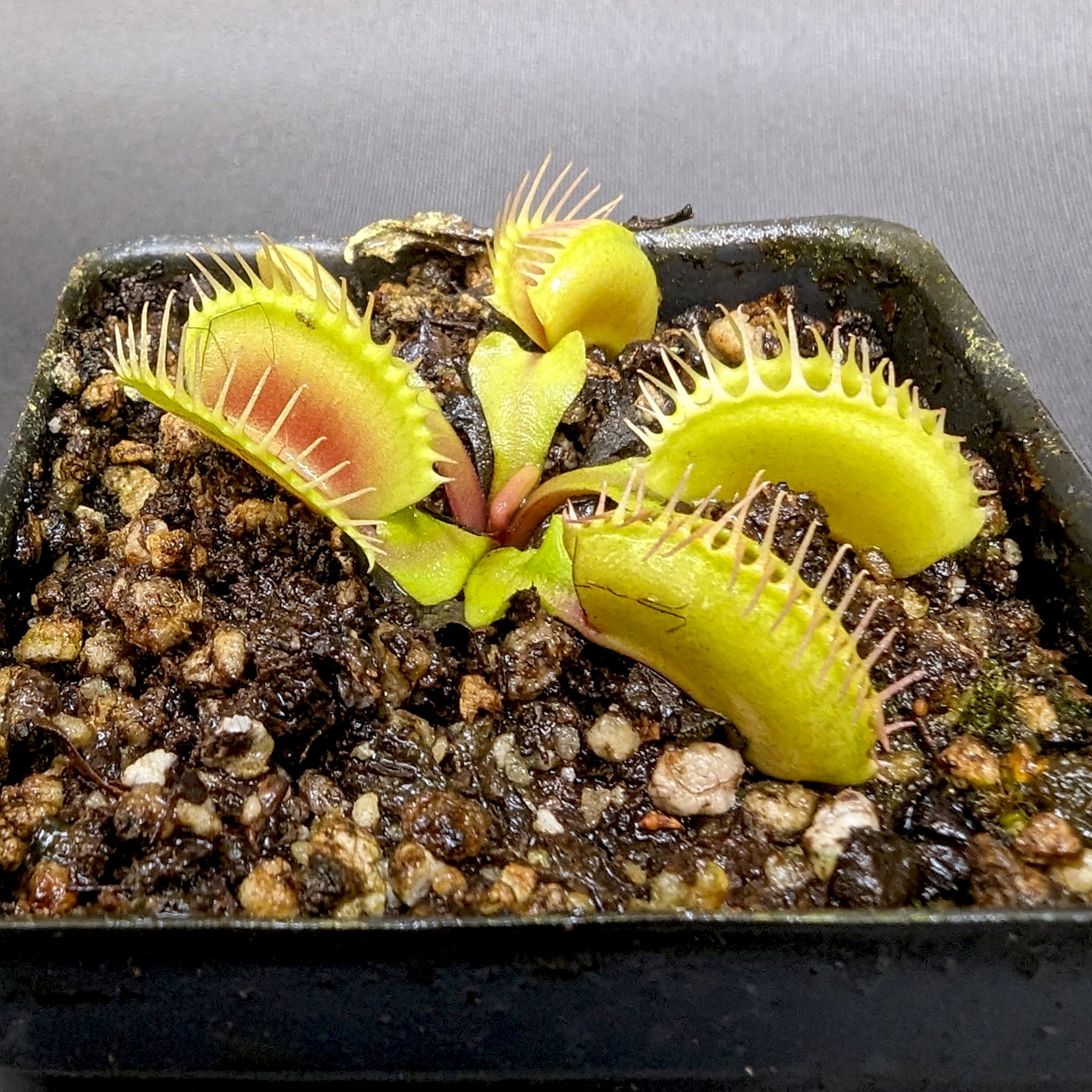 Venus Flytrap- Dionaea muscipula Mirror – Carnivero