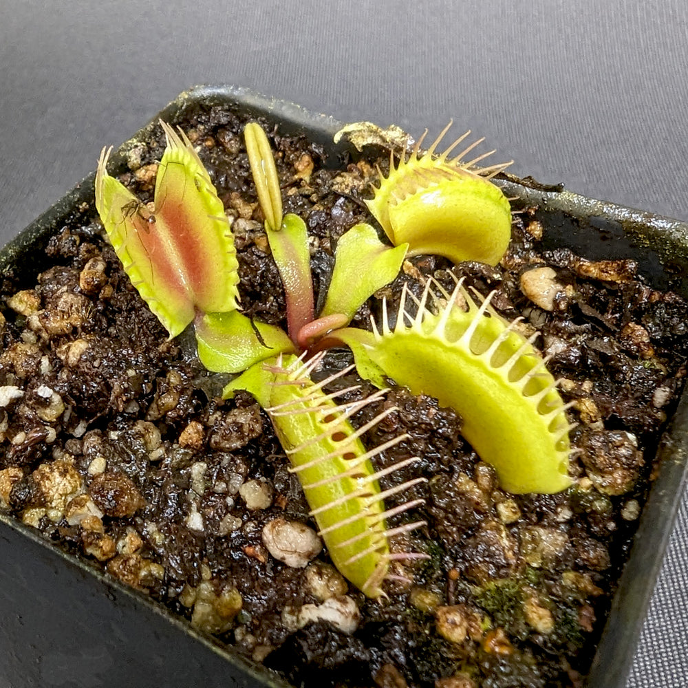 
                      
                        Venus Flytrap- Dionaea muscipula Mirror
                      
                    