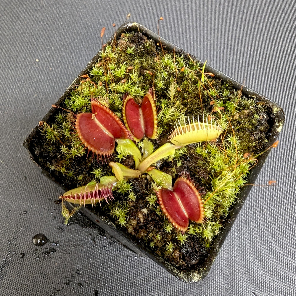 
                      
                        Venus Flytrap- Dionaea muscipula Mirror
                      
                    