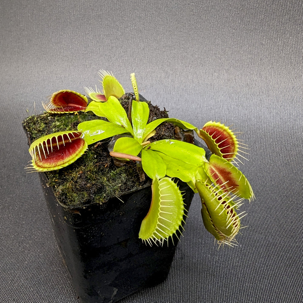 Venus Flytrap- Dionaea muscipula 