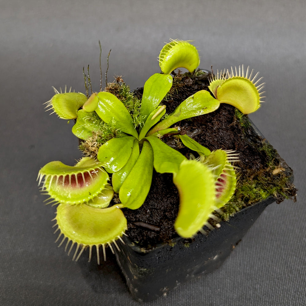 
                      
                        Venus Flytrap- Dionaea muscipula "H-52“ BCP
                      
                    