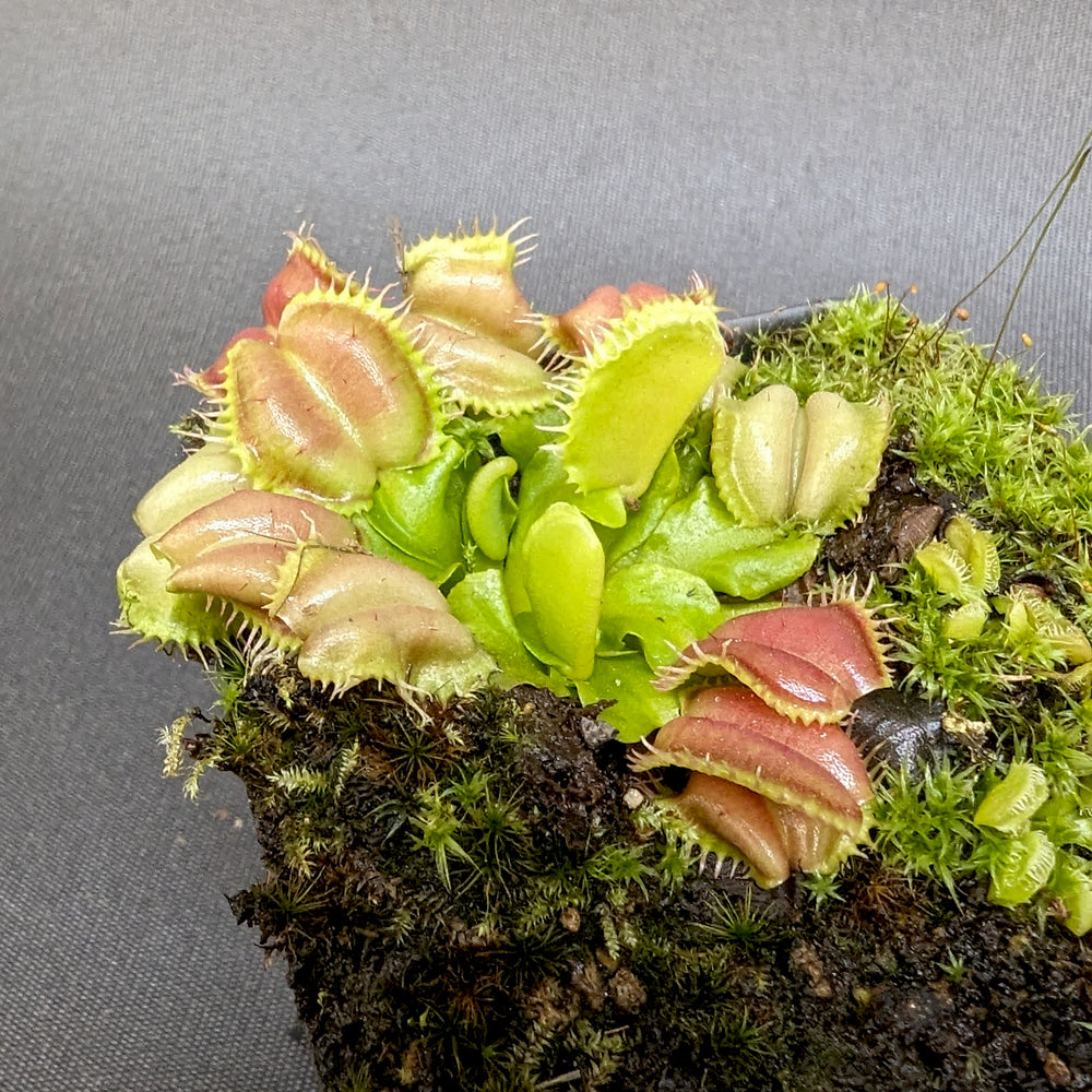 
                      
                        Venus Flytrap- Dionaea muscipula "Angel Wings"
                      
                    