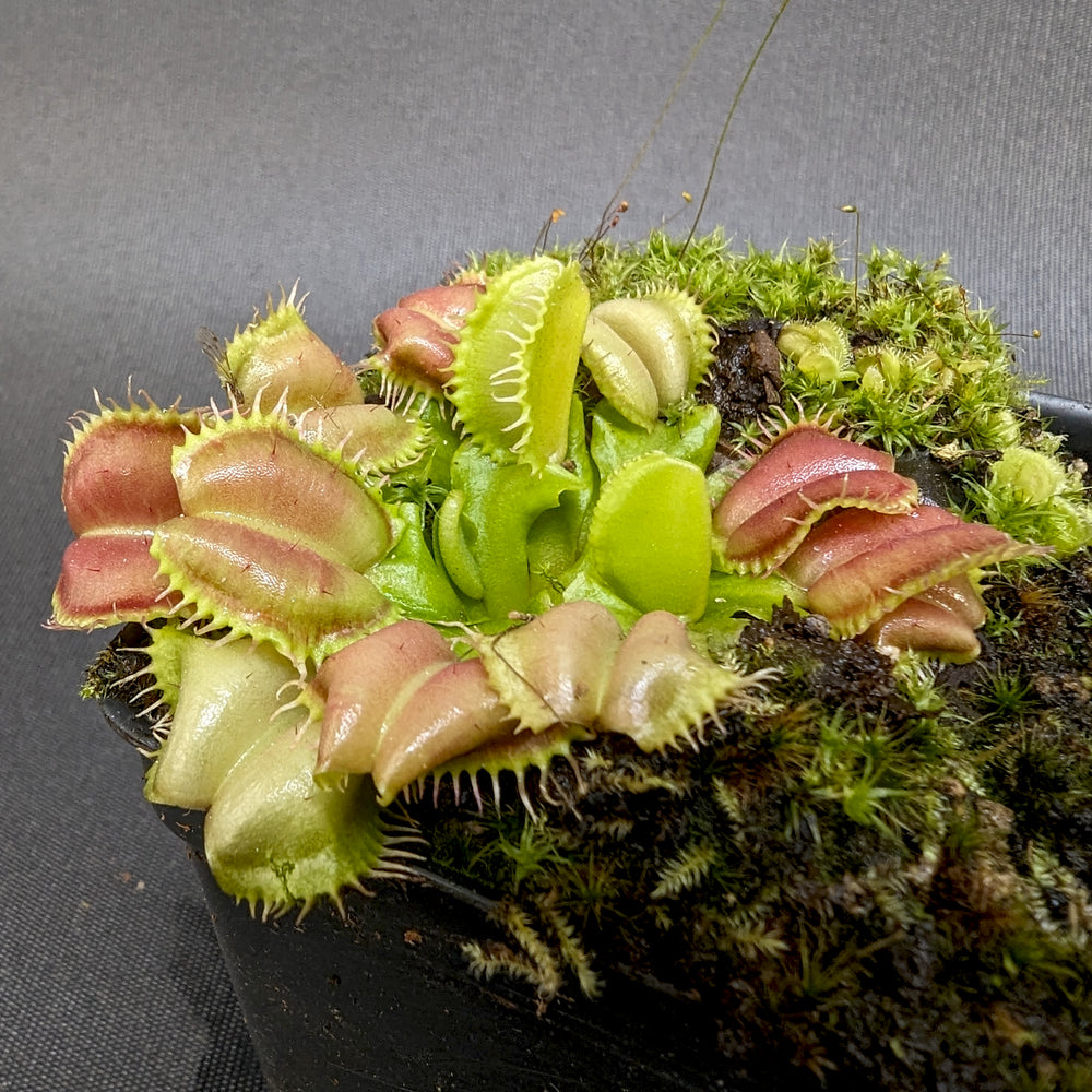 Venus Flytrap- Dionaea muscipula 