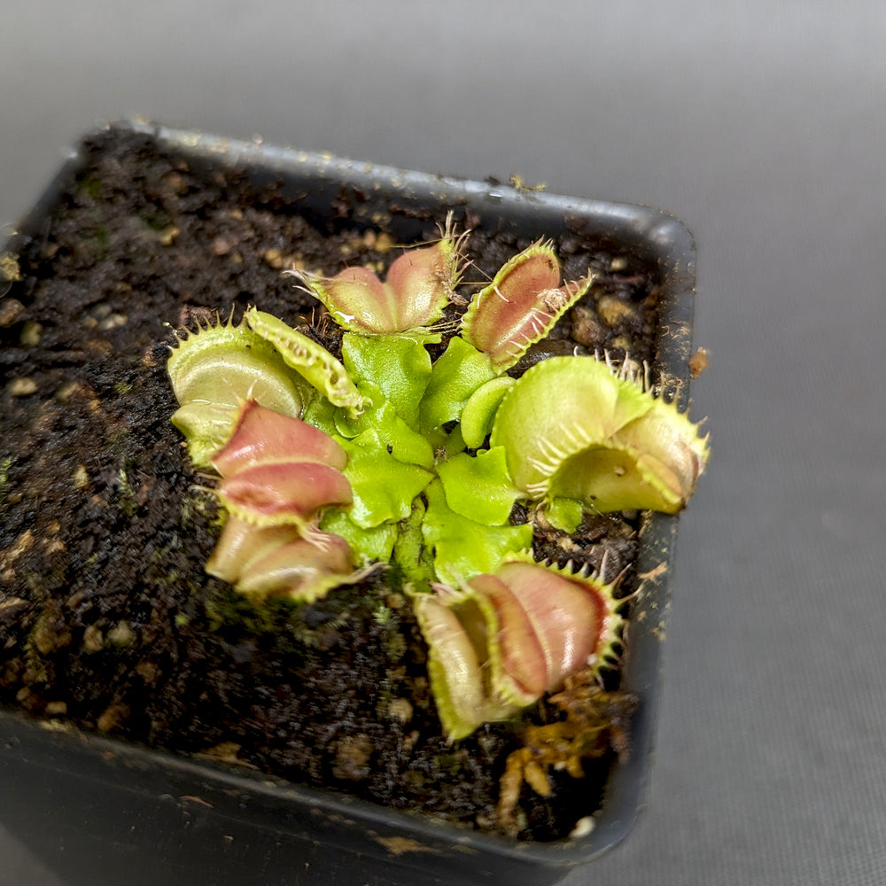 
                      
                        Venus Flytrap- Dionaea muscipula "Angel Wings"
                      
                    