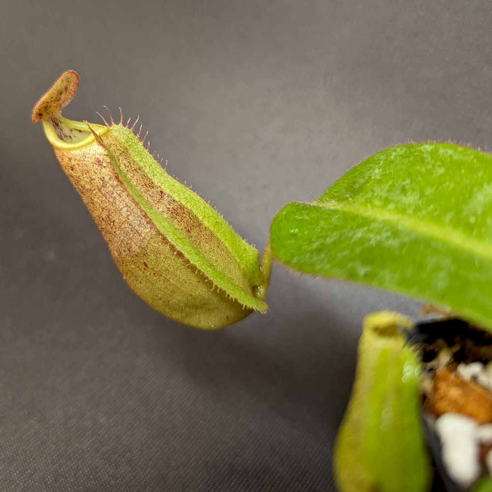 
                      
                        Nepenthes eymae EP x veitchii Cobra, CAR-0336
                      
                    