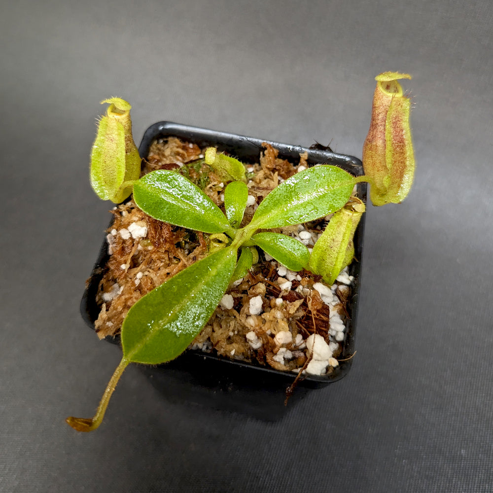 
                      
                        Nepenthes eymae EP x veitchii Cobra, CAR-0336
                      
                    