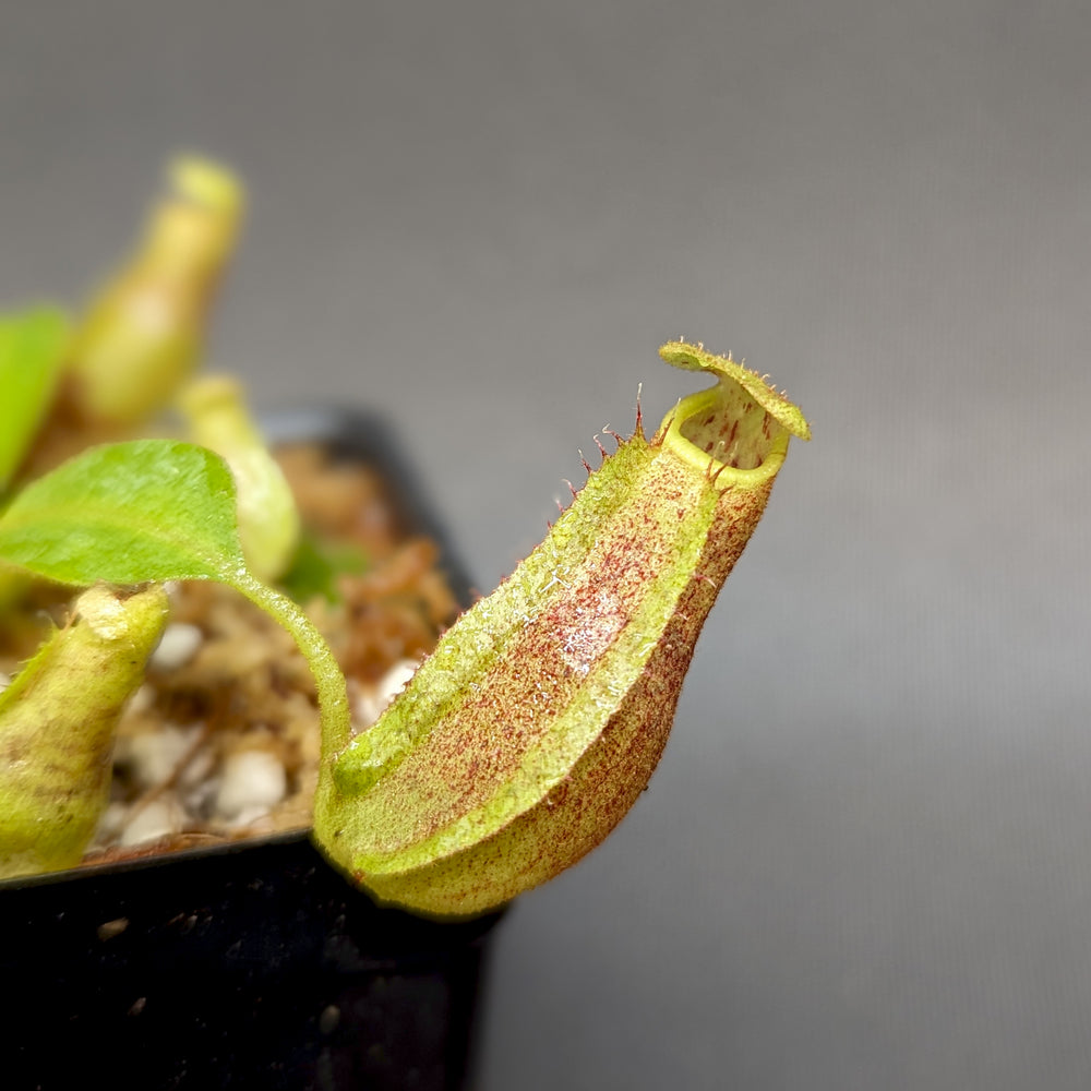 
                      
                        Nepenthes eymae EP x veitchii Cobra, CAR-0336
                      
                    