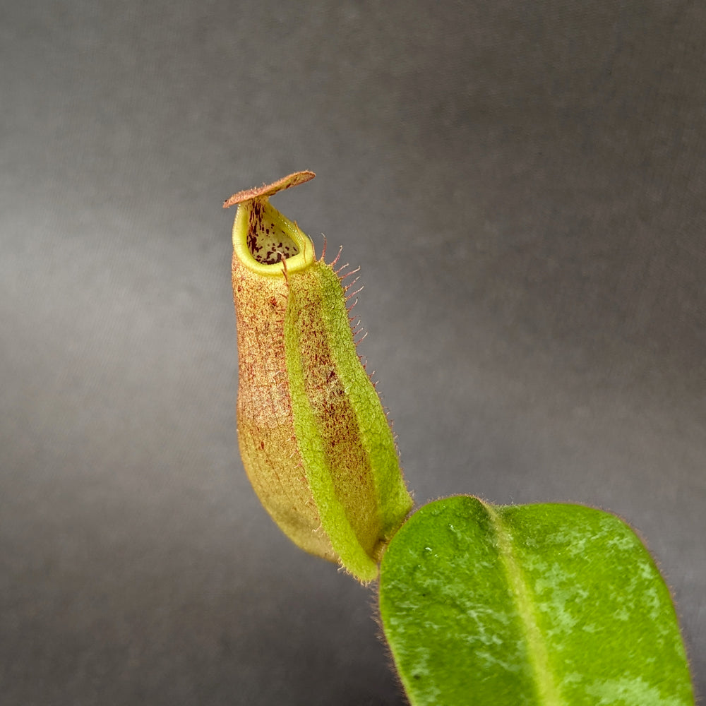 
                      
                        Nepenthes eymae EP x veitchii Cobra, CAR-0336
                      
                    