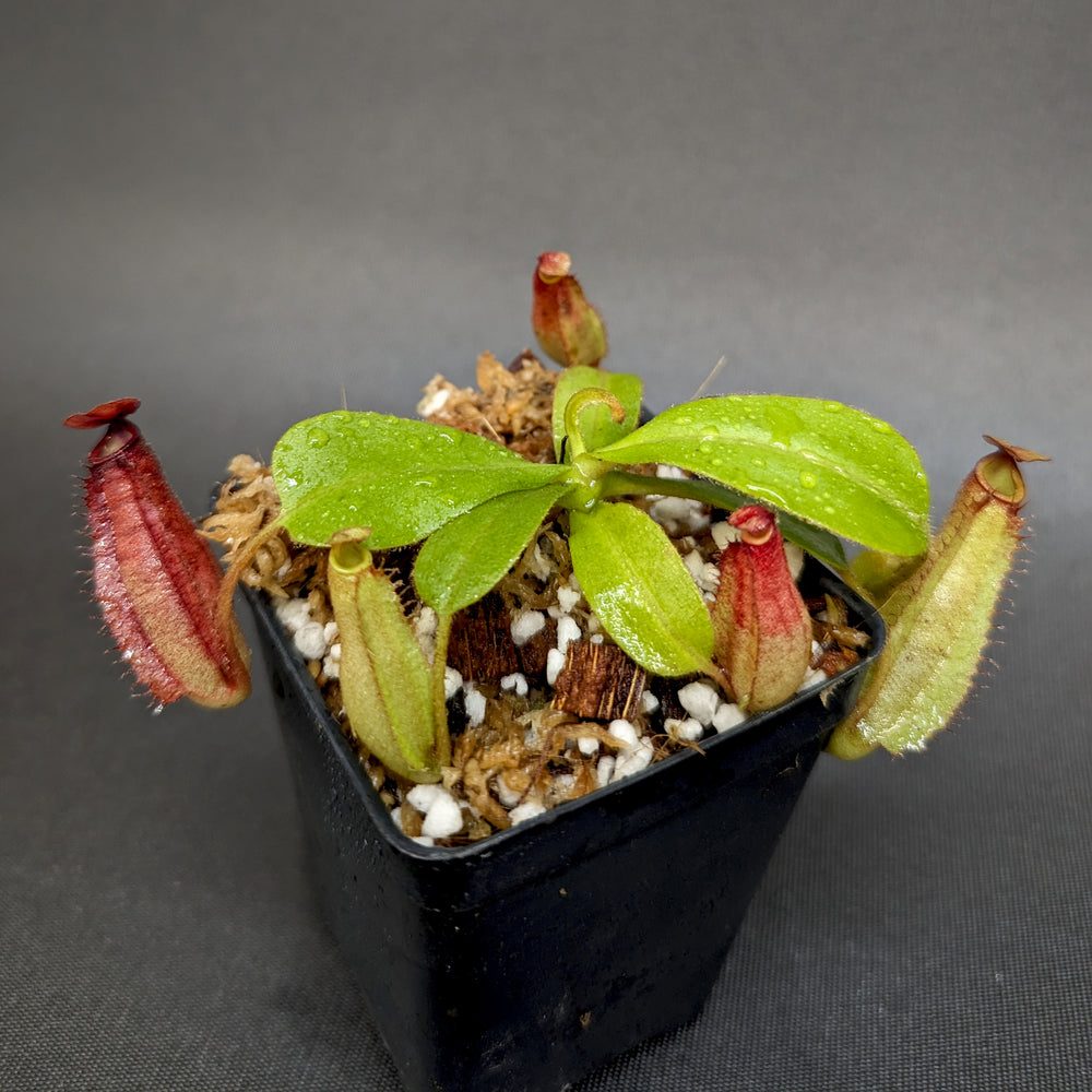 
                      
                        Nepenthes [(viking x ampullaria) x northiana] x platychila, CAR-0337
                      
                    