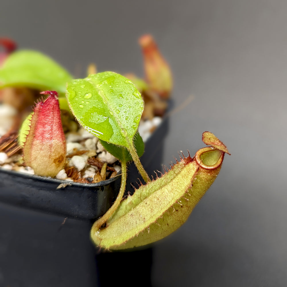 
                      
                        Nepenthes [(viking x ampullaria) x northiana] x platychila, CAR-0337
                      
                    