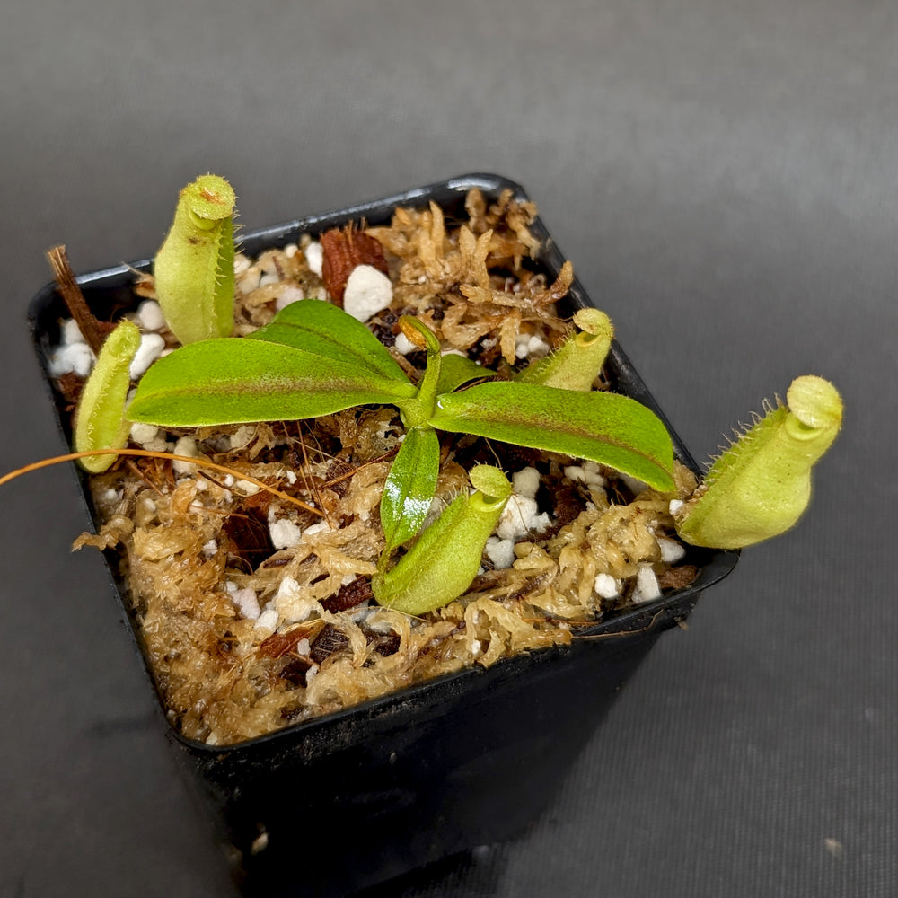 
                      
                        Nepenthes [(viking x ampullaria) x northiana] x platychila, CAR-0337
                      
                    