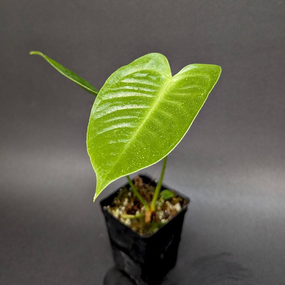 
                      
                        Anthurium veitchii, King Anthurium
                      
                    