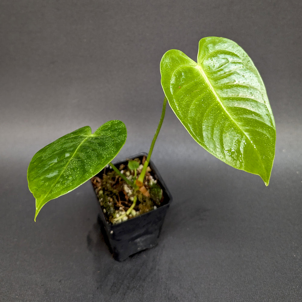 
                      
                        Anthurium veitchii, King Anthurium
                      
                    