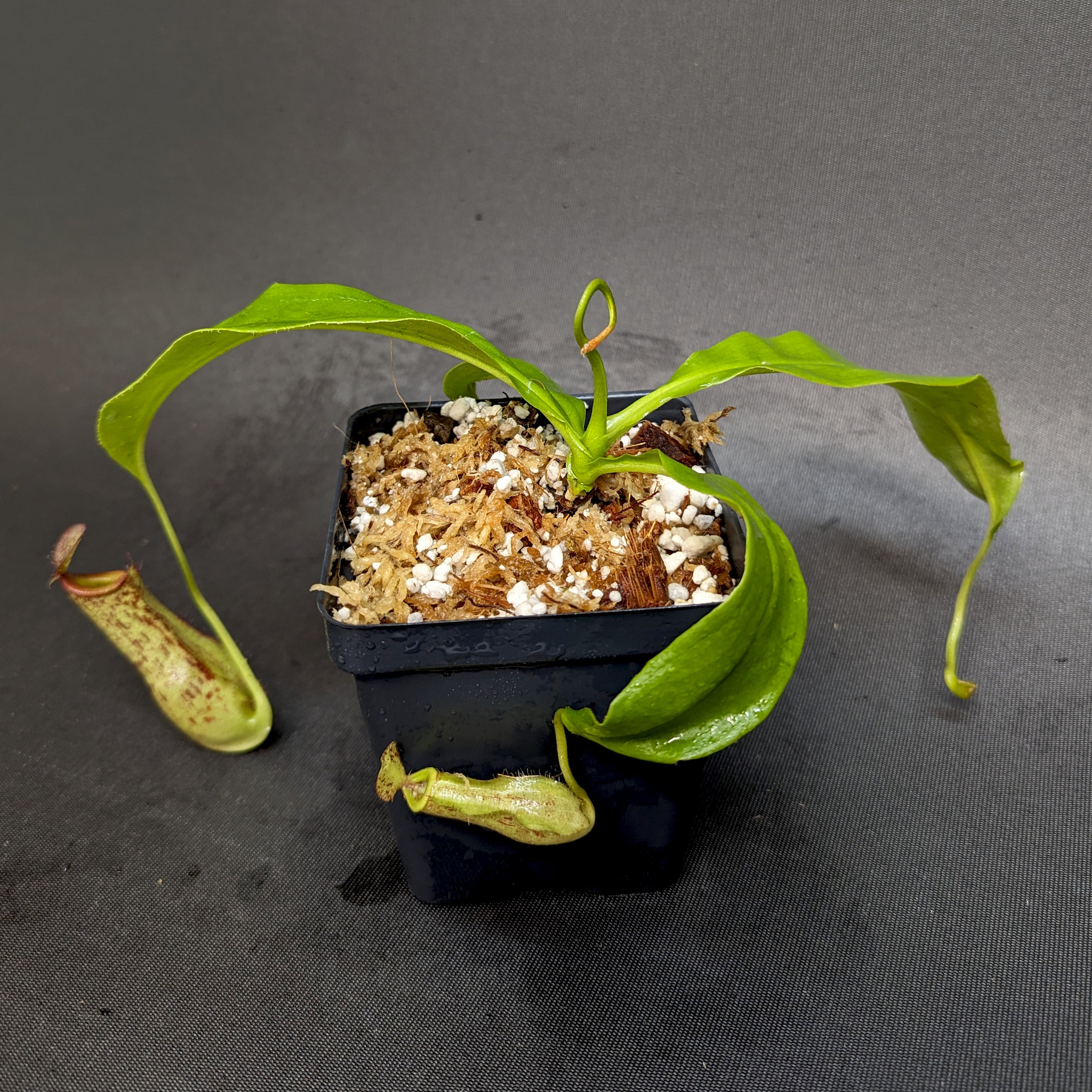 Nepenthes mirabilis var. echinostoma x {(Rokko x boschiana) x {[Rokko –  Carnivero