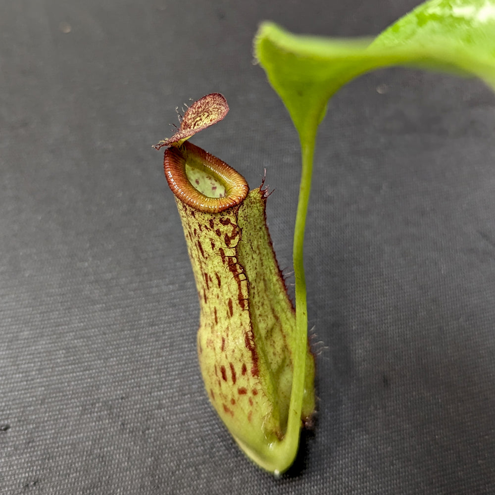 
                      
                        Nepenthes mirabilis var. echinostoma x {(Rokko x boschiana) x {[Rokko x (zakriana x spectabilis)] x TM}}, CAR-0217
                      
                    