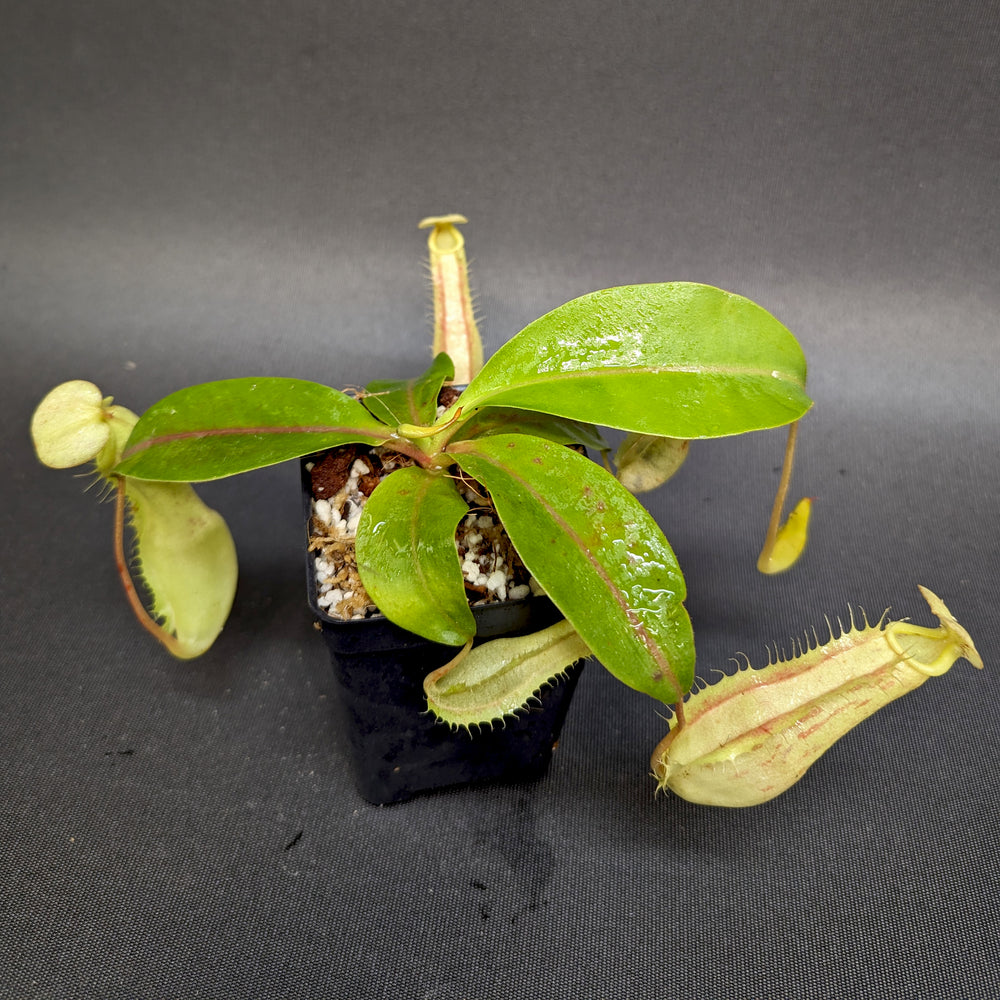 
                      
                        Nepenthes eustachya x (northiana x veitchii), CAR-0338
                      
                    