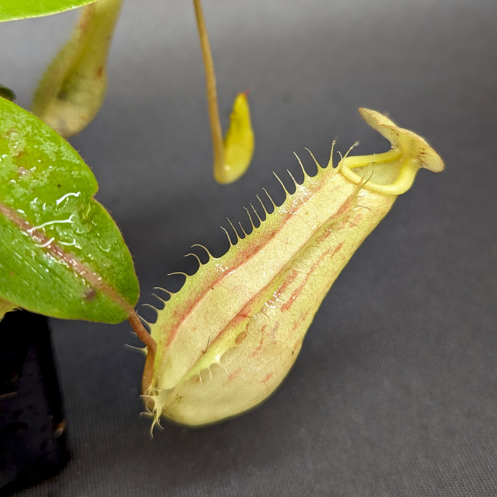 
                      
                        Nepenthes eustachya x (northiana x veitchii), CAR-0338
                      
                    