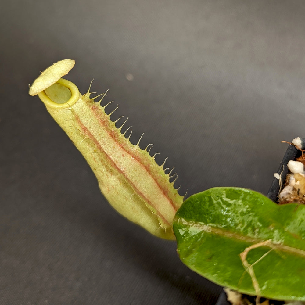 
                      
                        Nepenthes eustachya x (northiana x veitchii), CAR-0338
                      
                    