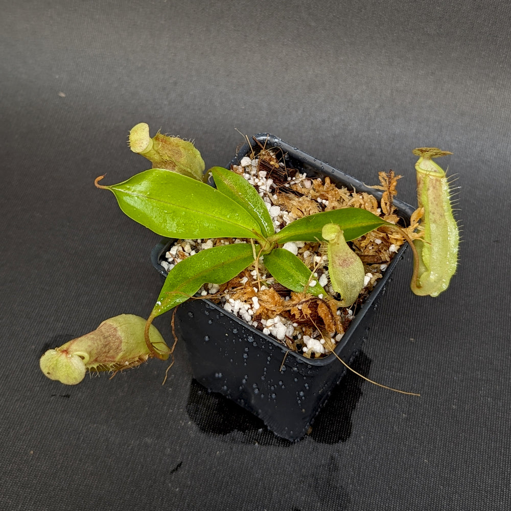 
                      
                        Nepenthes eustachya x (northiana x veitchii), CAR-0338
                      
                    