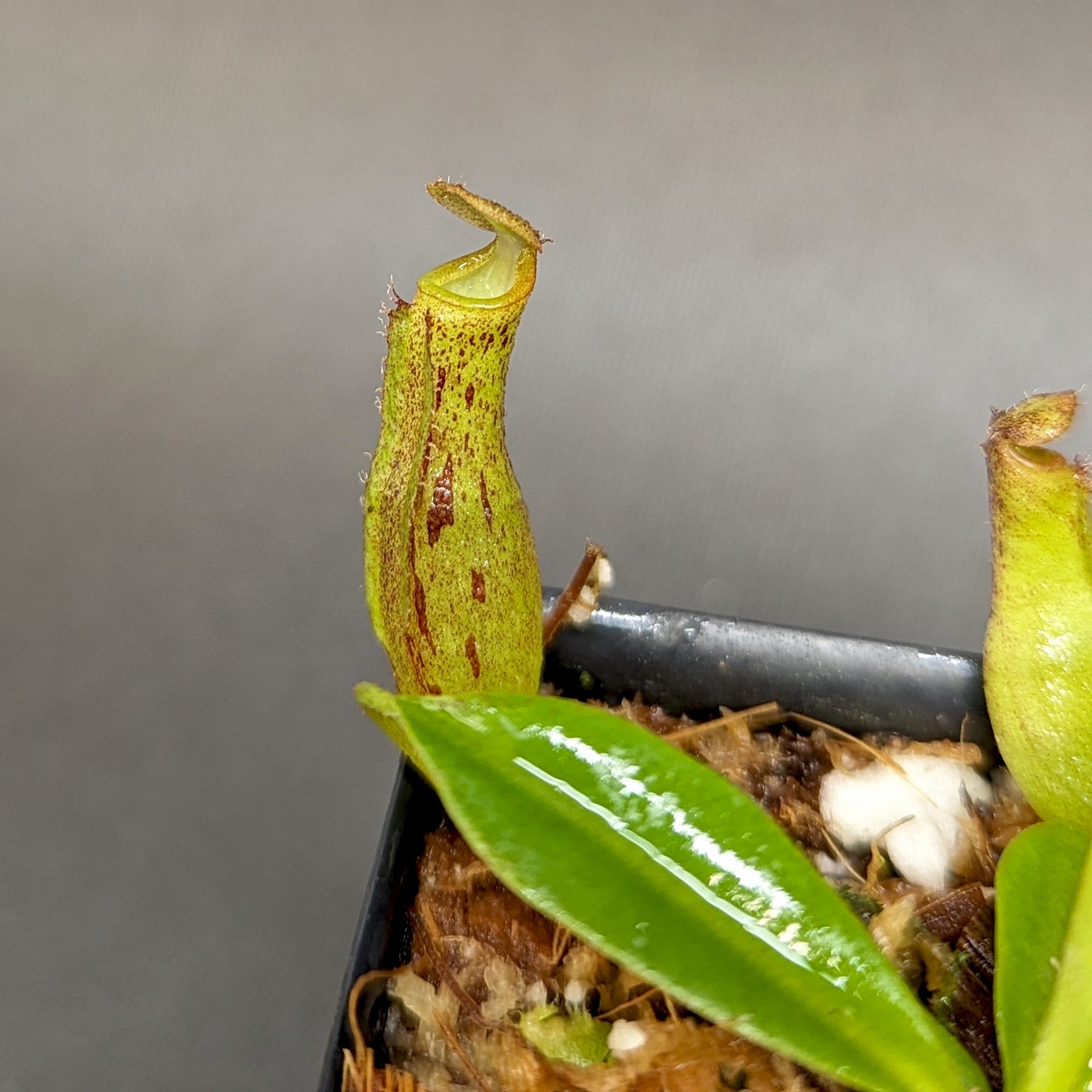 Nepenthes (maxima x campanulata) x [(lowii x veitchii) x campanulata], CAR-0339