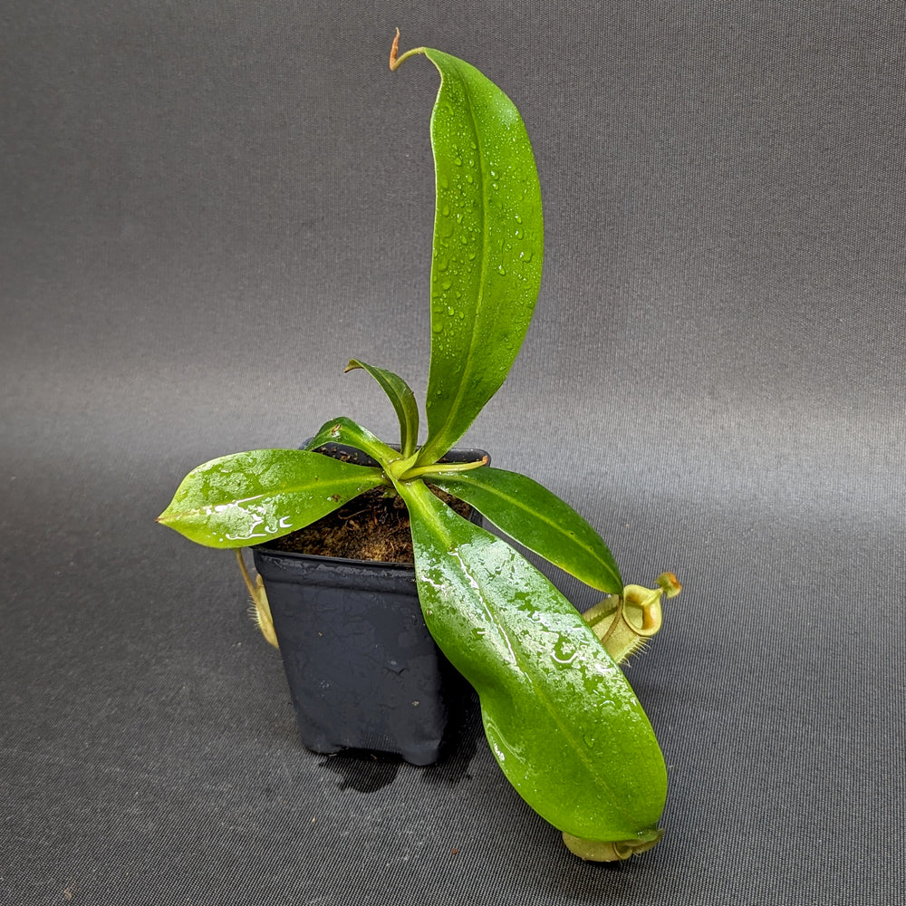 
                      
                        Nepenthes (Viking x rafflesiana) x bicalcarata, CAR-0215
                      
                    