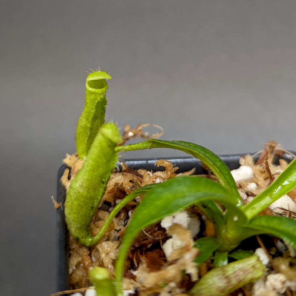 
                      
                        Nepenthes (lowii x spectabilis) x platychila HM, CAR-0340, pitcher plant, carnivorous plant, collectors plant, large pitchers, rare plants
                      
                    