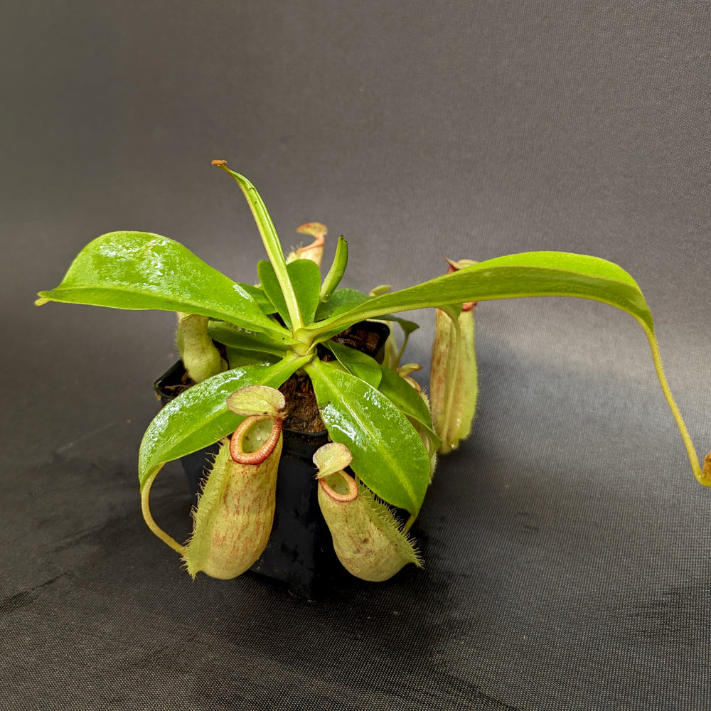 
                      
                        Nepenthes [(Viking x ampullaria) x northiana] x Redonkulas, CAR-0305
                      
                    