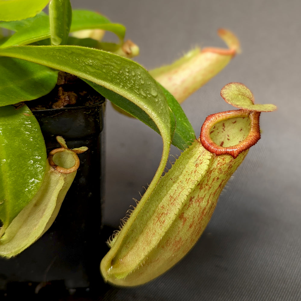 
                      
                        Nepenthes [(Viking x ampullaria) x northiana] x Redonkulas, CAR-0305
                      
                    