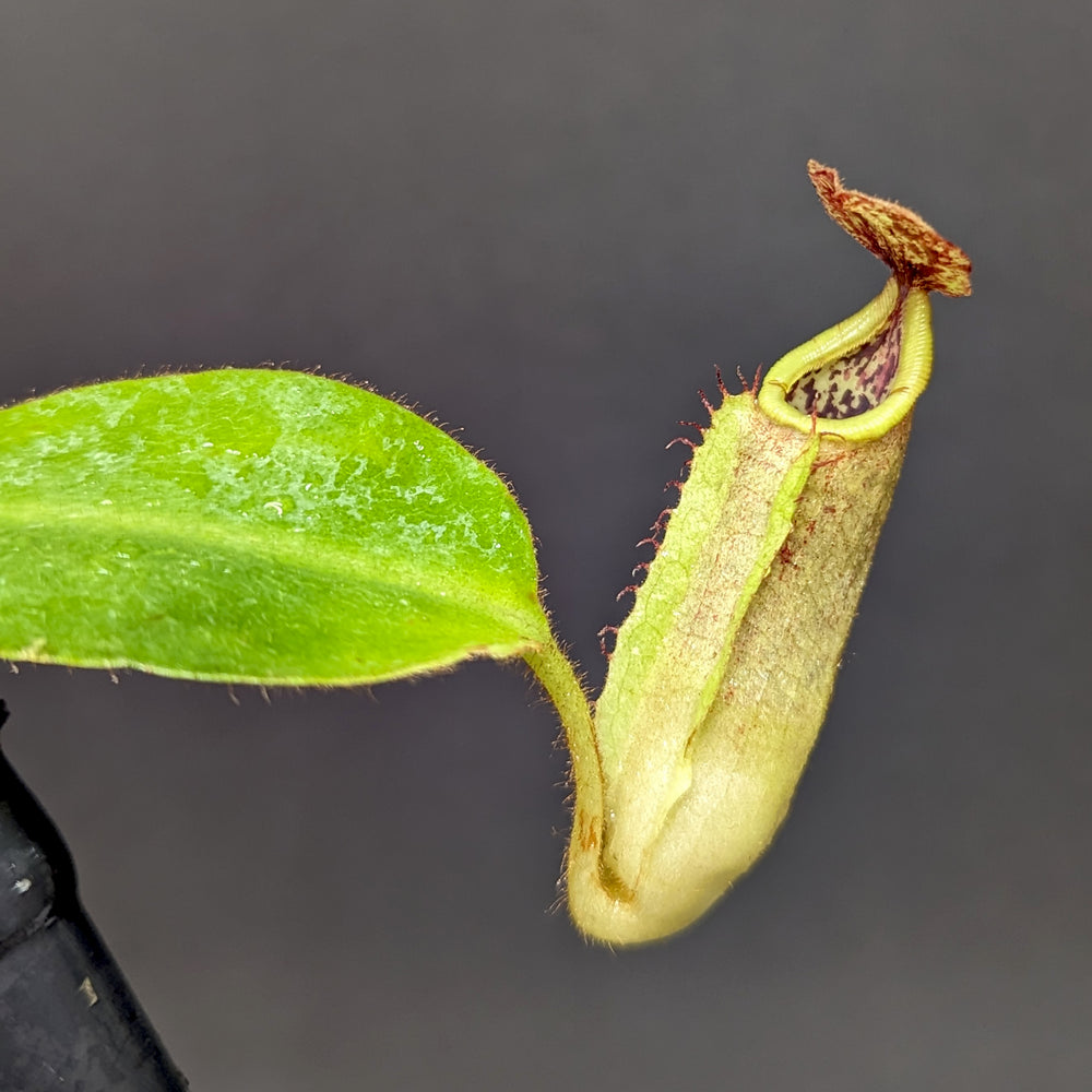 
                      
                        Nepenthes [(Rokko x boschiana) x veitchii] x veitchii "The Wave", CAR-0271
                      
                    