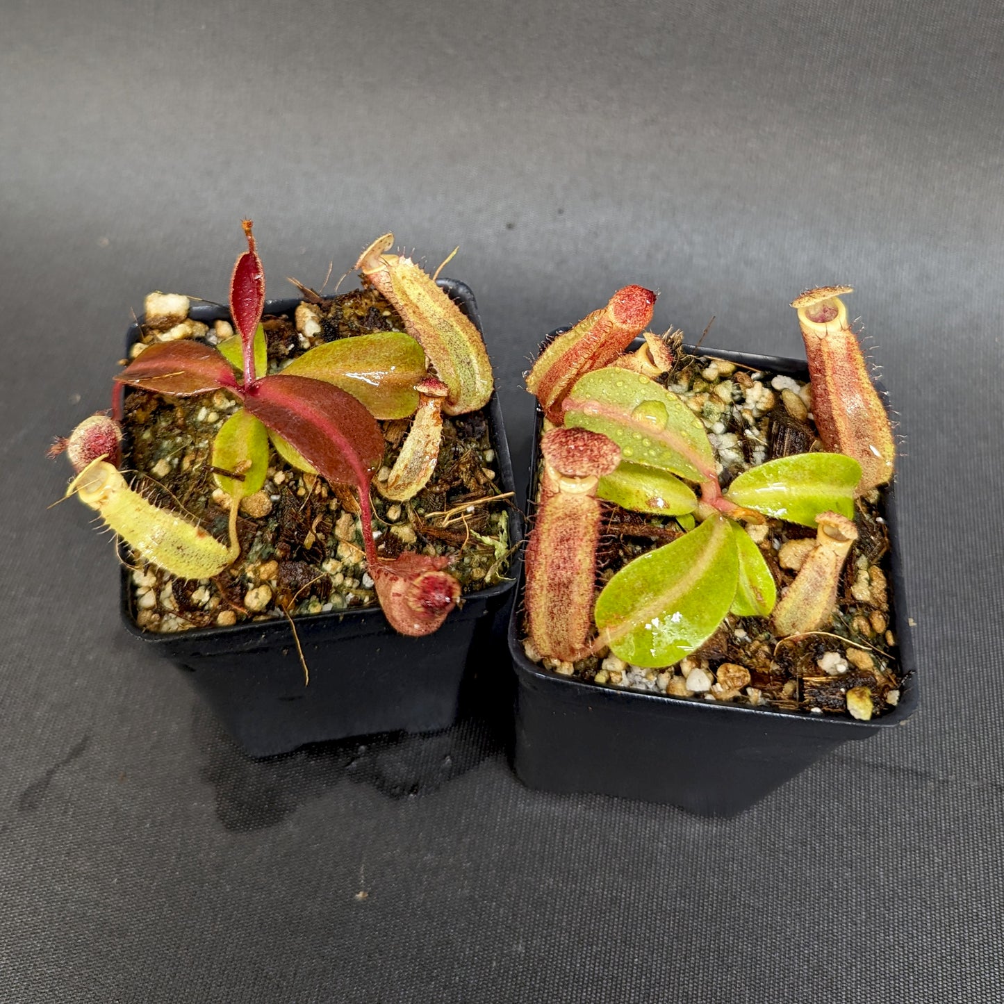 Nepenthes boschiana BE x 'Leviathan', CAR-0291