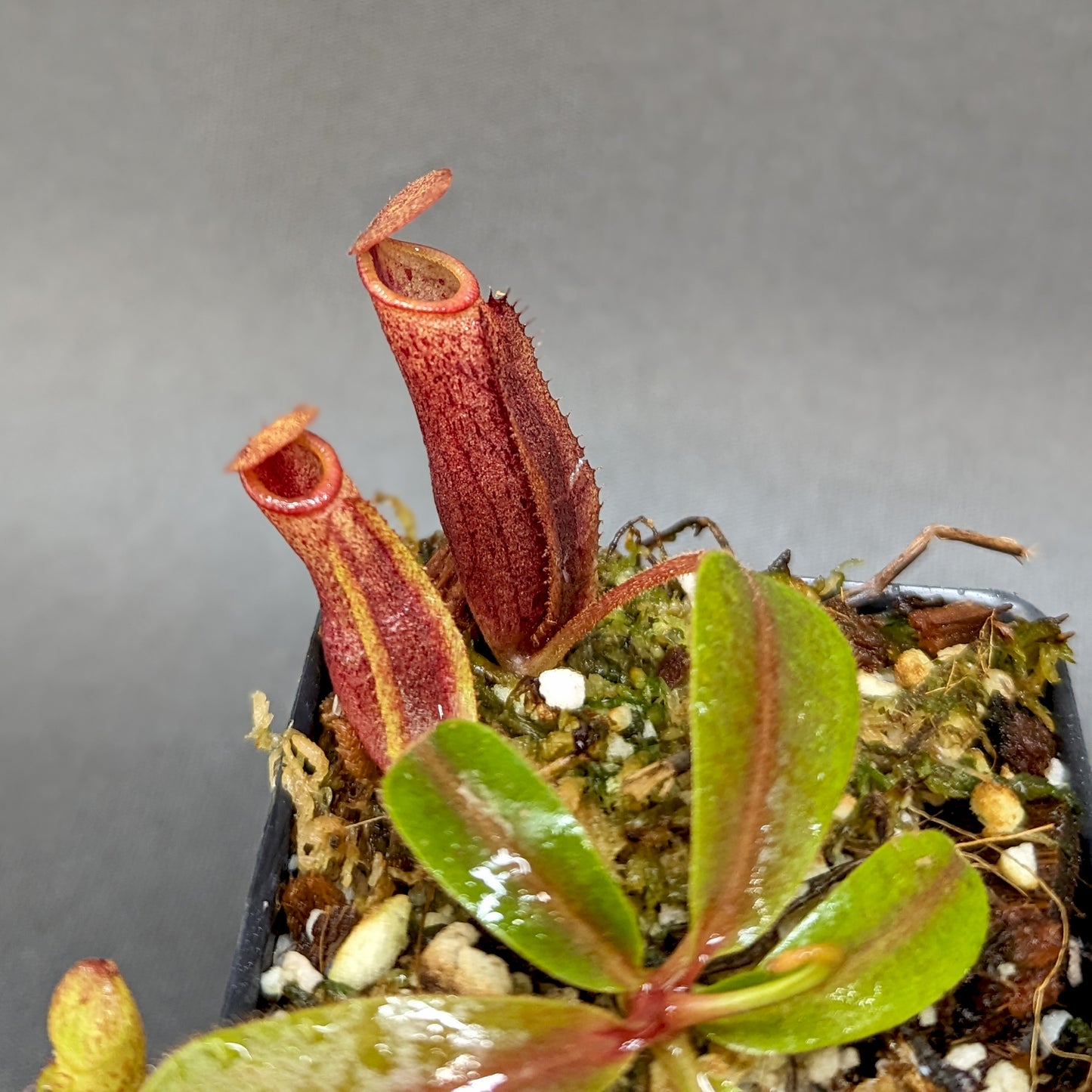 Nepenthes veitchii JB x mira, CAR-0343