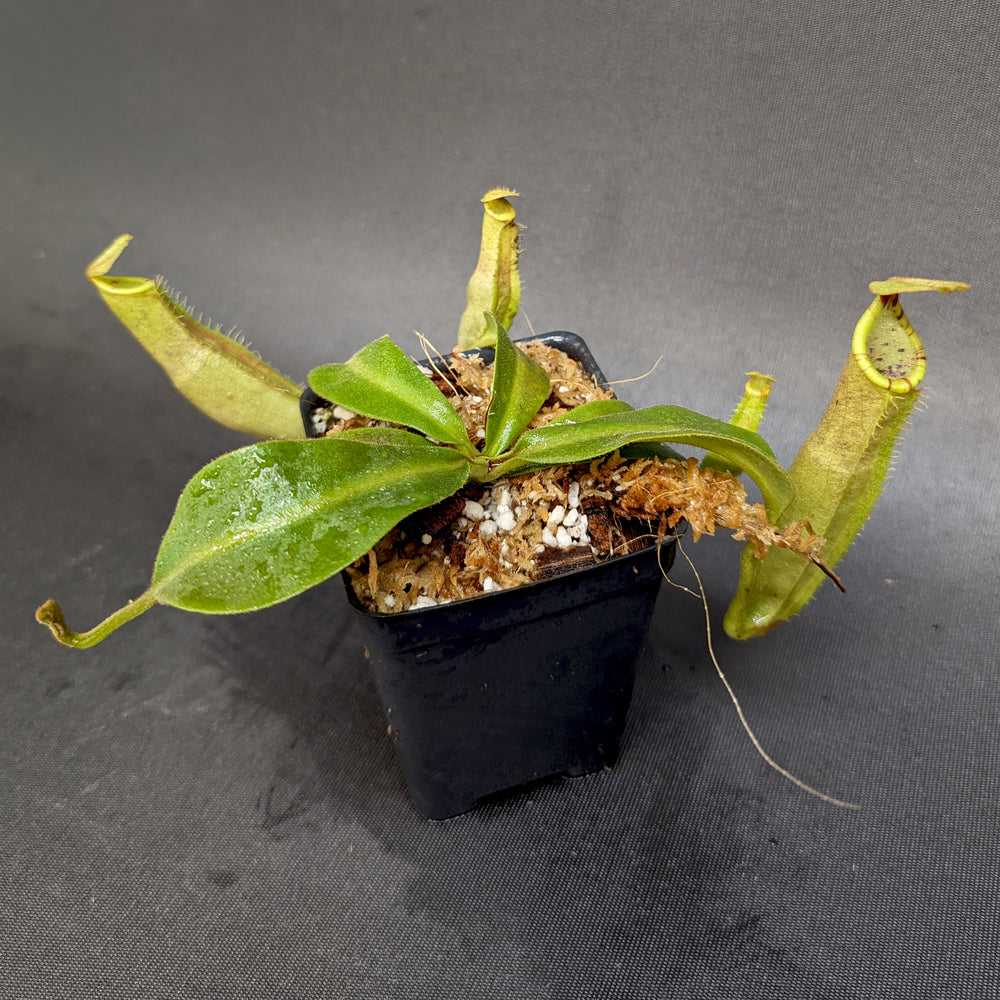 
                      
                        Nepenthes veitchii LL x (sumatrana x platychila), CAR-0251, pitcher plant, carnivorous plant, collectors plant, large pitchers, rare plants
                      
                    