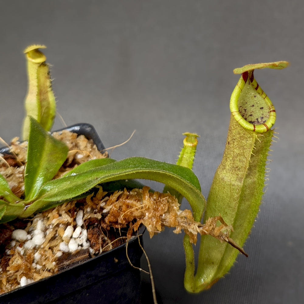 
                      
                        Nepenthes veitchii LL x (sumatrana x platychila), CAR-0251, pitcher plant, carnivorous plant, collectors plant, large pitchers, rare plants
                      
                    