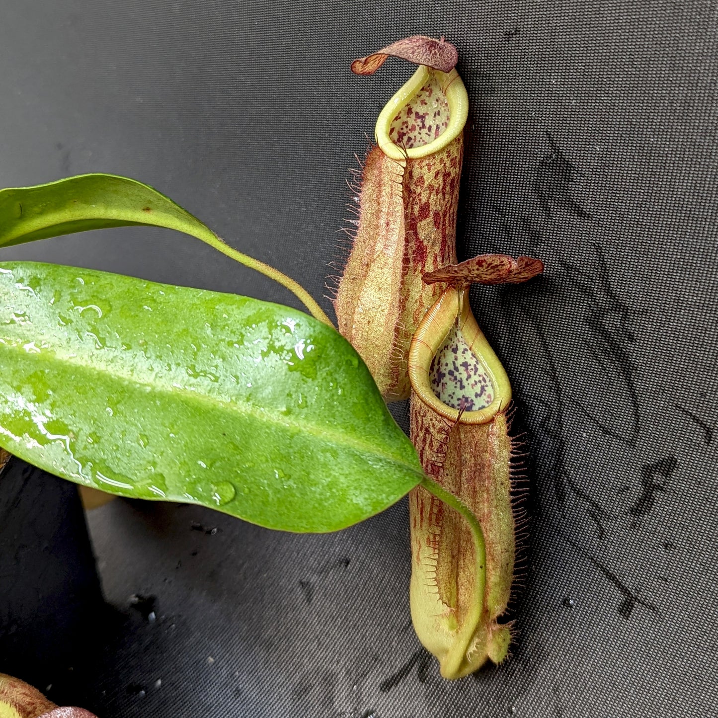 Nepenthes thorelii (d) x [(lowii x veitchii) x burbidgeae], CAR-0221, pitcher plant, carnivorous plant, collectors plant, large pitchers, rare plants