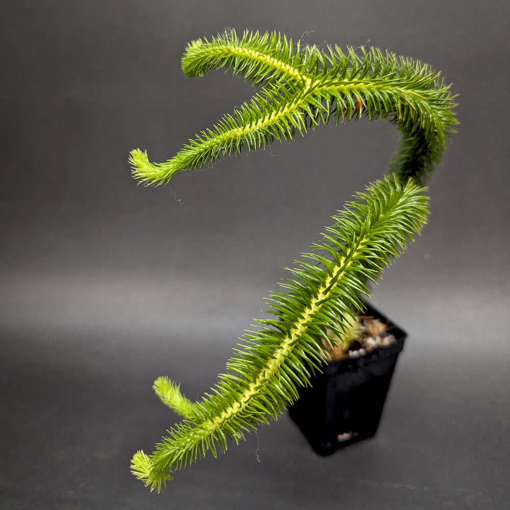 
                      
                        Huperzia squarrosa, Tassel Rock Fern, Club Moss
                      
                    