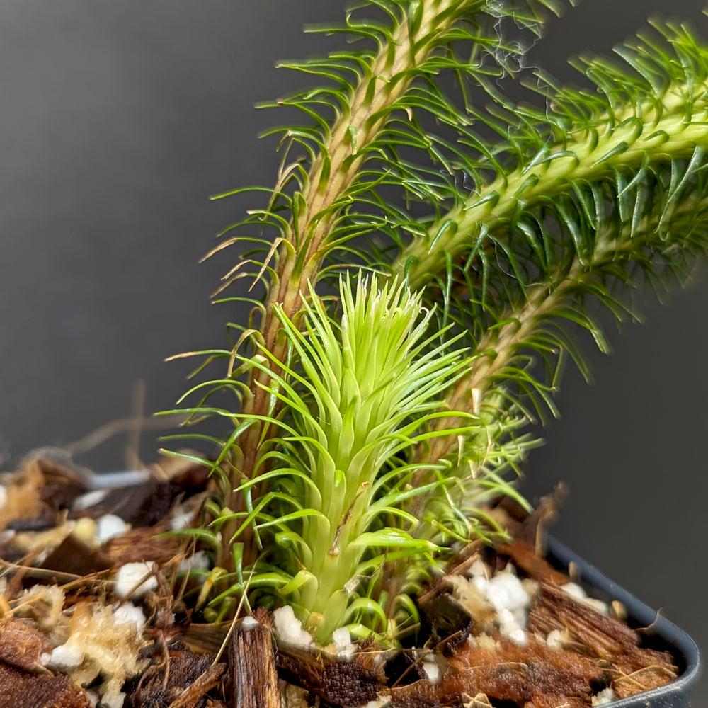 
                      
                        Huperzia squarrosa, Tassel Rock Fern, Club Moss
                      
                    