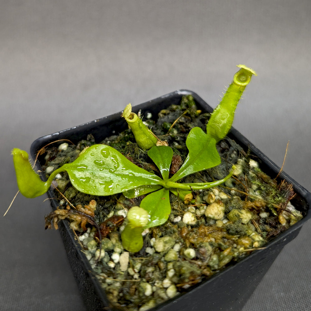 
                      
                        Nepenthes bicalcarata (Orange x Orange), CAR-0277
                      
                    