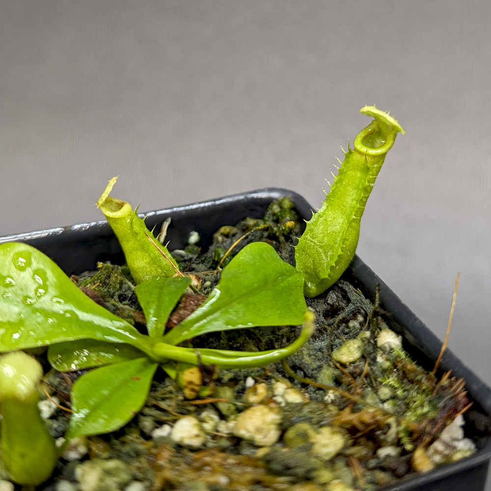 
                      
                        Nepenthes bicalcarata (Orange x Orange), CAR-0277
                      
                    