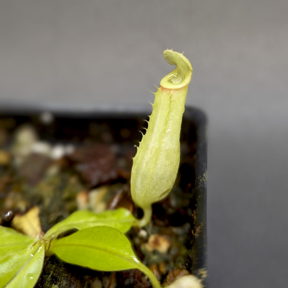 
                      
                        Nepenthes bicalcarata (Orange x Orange), CAR-0277
                      
                    