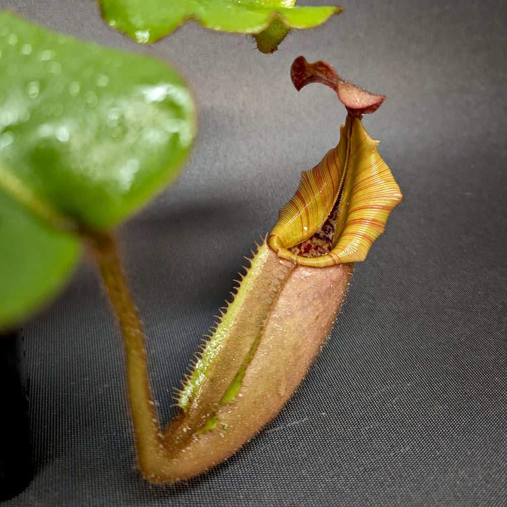 
                      
                        Nepenthes veitchii "Psychedelic"
                      
                    